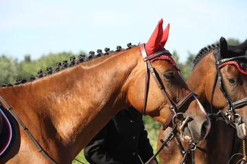 Store enrouleur tamisant Léquitation Portrait of sport brown horse in tack