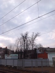 гнезда на деревьях © soniaforyou