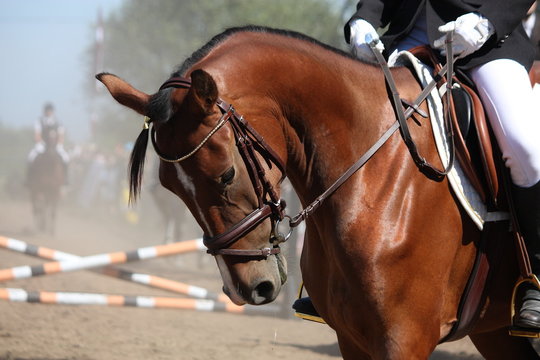 Portrait of sport brown horse during show