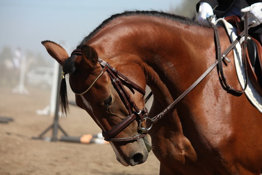 Portrait of sport brown horse during show