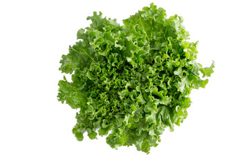 Head of crispy leafy Californian lettuce