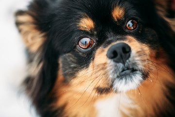 Black And Brown Colors Dog Close Portrait