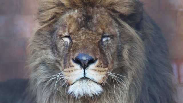 Male Lion close up head