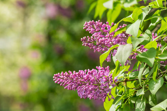 magenta lilac on color blurred background