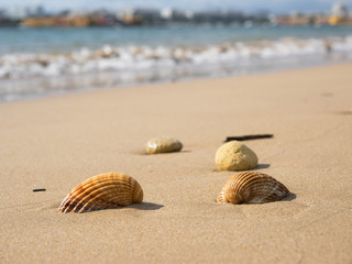 Urlaub - Strand - Muscheln - Portugal - Algarve