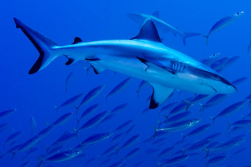 Grey shark jaws ready to attack underwater close up portrait - obrazy, fototapety, plakaty