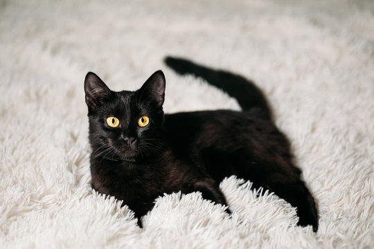 Little Black Kitten On Bed