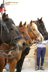 Obraz premium Rievocazione storica