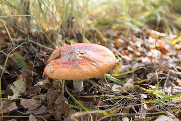 Mushroom among grass and leaves