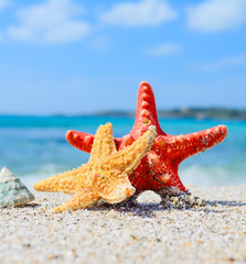 Fototapeta na wymiar starfish with shell by the sea