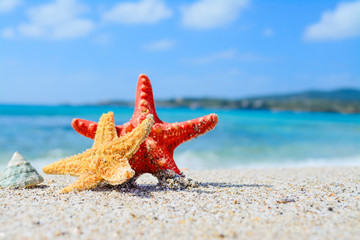 Fototapeta na wymiar starfish with shell by the sea
