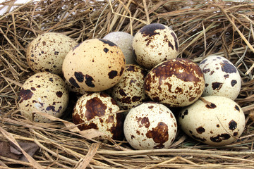 Naklejka na ściany i meble A lot of quail eggs