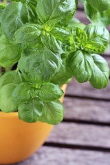 Fresh basil ona rustic wooden table .