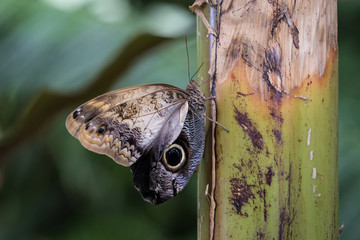 Achilles Morpho Butterfly
