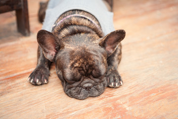Pug
