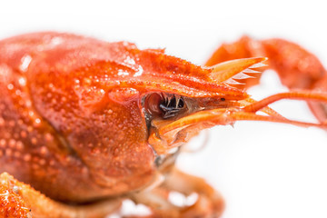 Boiled crawfish is isolated on a white background