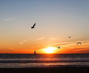 Fototapeta na wymiar Seagulls and sailboats at sunset