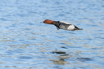 Common Pochard, Pochard, Aythya ferina