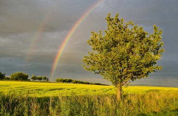 rainbow over apple