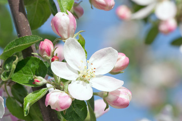 Obraz premium apple blossoms