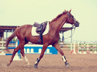 The sports horse trots.