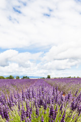 Obraz premium Lavander field