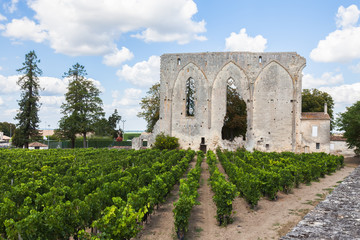 Fototapeta na wymiar Vineyards of Saint Emilion with ruined church, Bordeaux