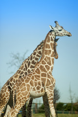 Couple of giraffes