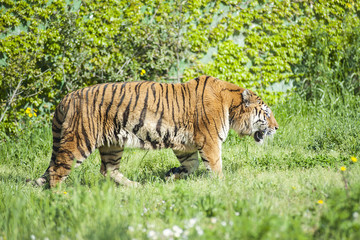 Fototapeta na wymiar Lonely tiger