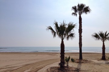 palms at the beach