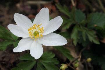 White anemone