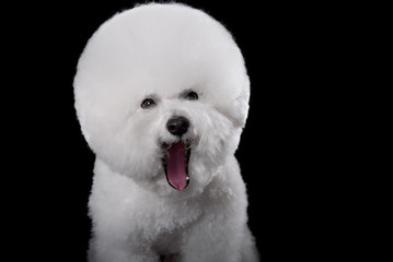 bichon frise