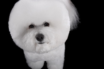 bichon frise