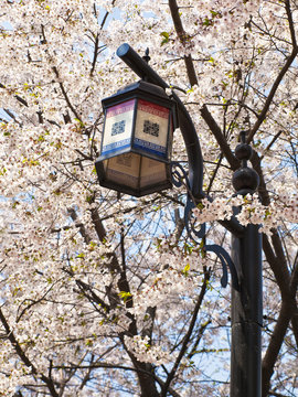 asian street light and blooming cherry tree branches