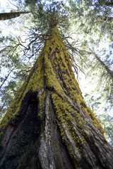 Fototapeta premium Sequoia forest, Yosemite National Park, California