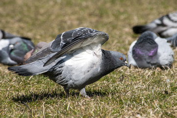 Rock feral pigeon doves resting on winter grass park meadow