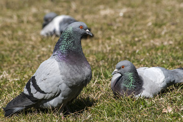 Rock feral pigeon doves resting on winter grass park meadow