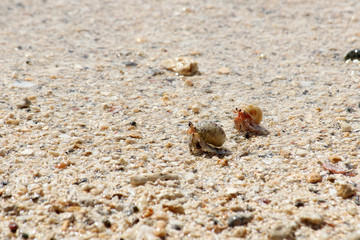 ヤドカリのカップル