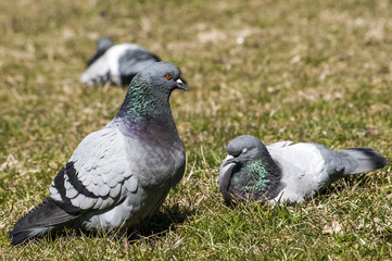 Rock feral pigeon doves resting on winter grass park meadow