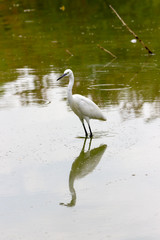 Egret