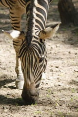 Fototapeta na wymiar zebra leaning to the ground