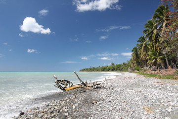 République Dominicaine - Front de cocotiers de Boca Canasta