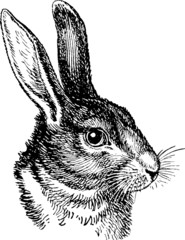 Vintage graphic rabbit head © unorobus