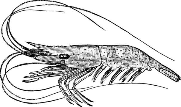 Vintage graphic shrimp