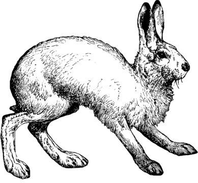 Vintage graphic hare
