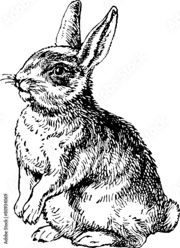 Download "Vintage graphic rabbit" Stock photo and royalty-free ...