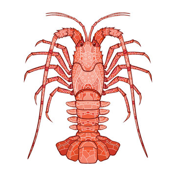 red lobster detailed art clip art preview