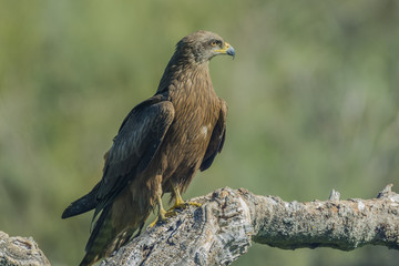 black kite