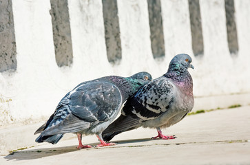 A beautiful couple of doves in loving