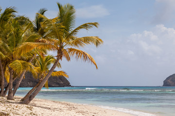 Fototapeta na wymiar Palm Trees on Beautiful Beach of Tropical Island